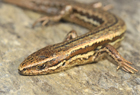 Common skink049web.jpg
